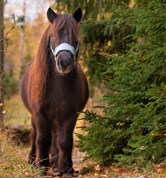 Hästen Romanov